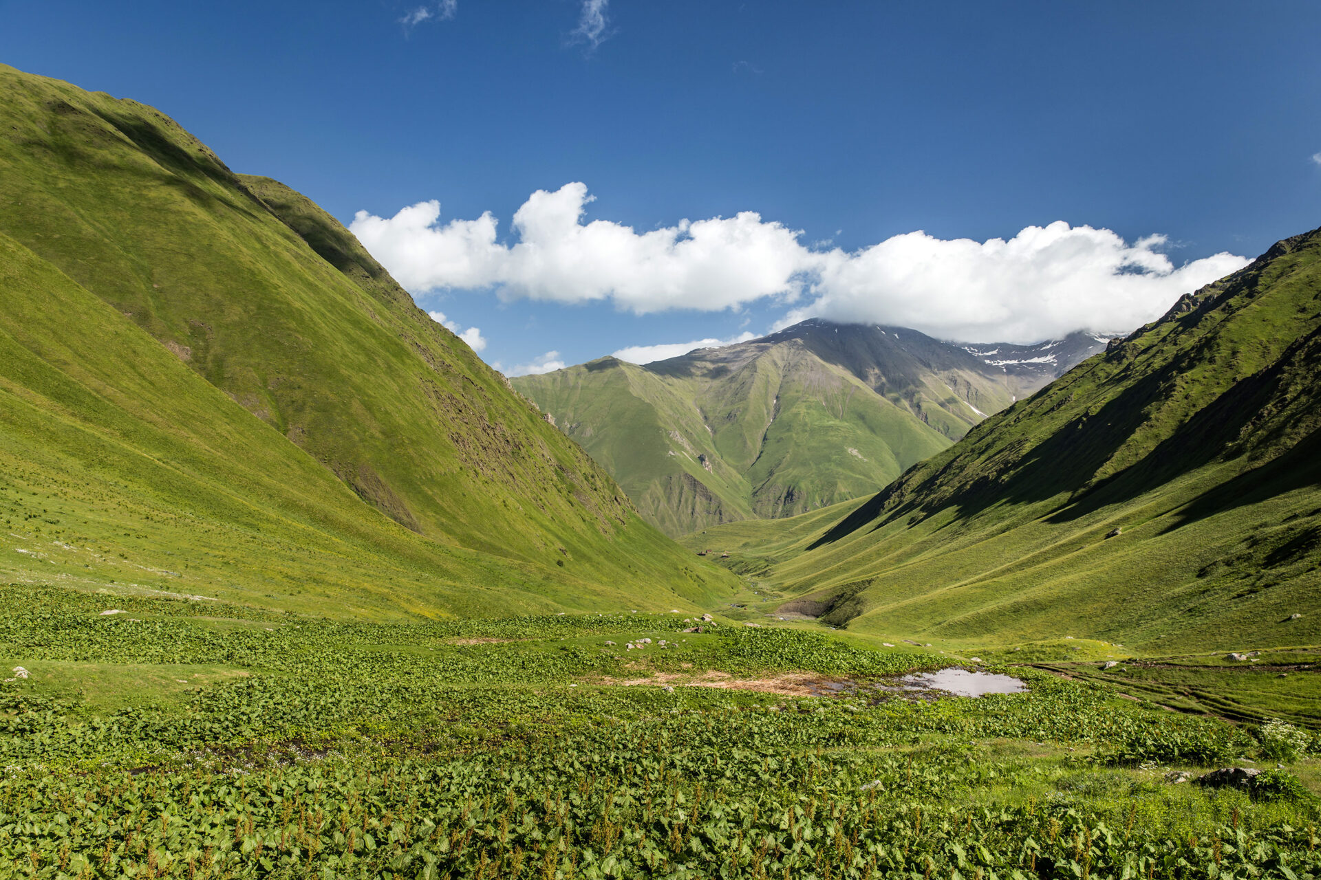 Travel photography of the green alpine meadows of the Jut'a valley in Georgia