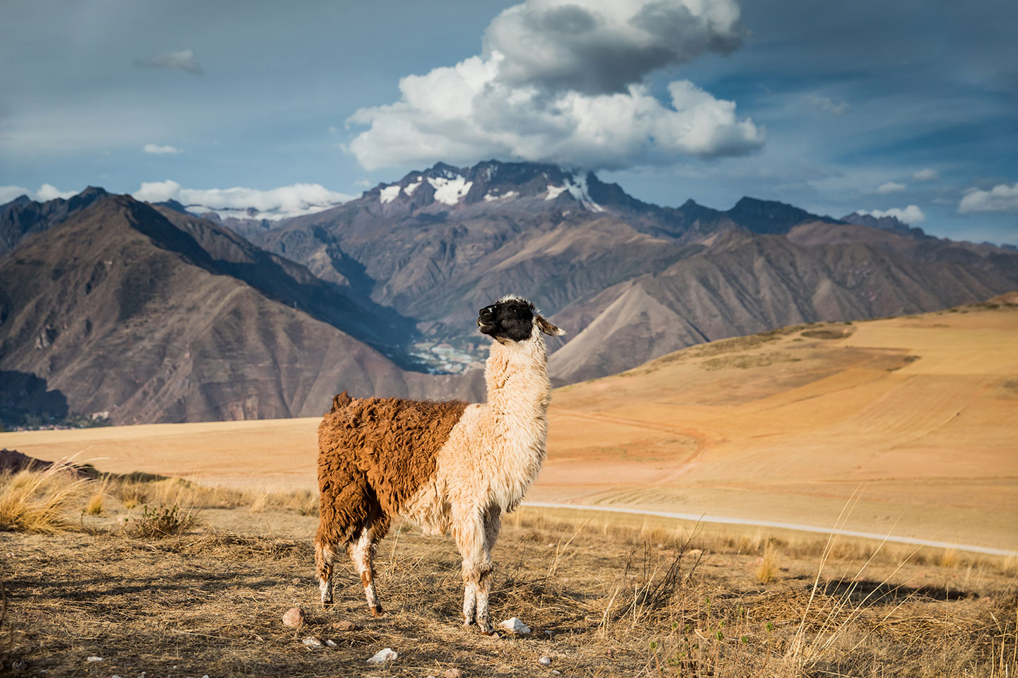 Sacred Valley, Peru A llama standing in the Sacred Valley of Peru