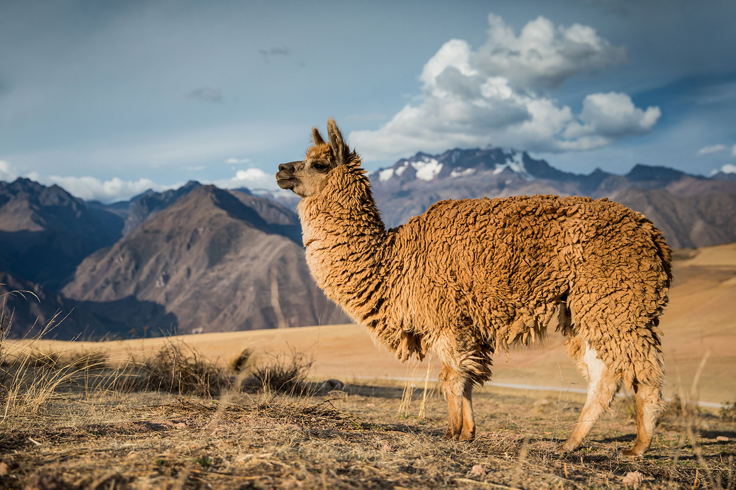 Sacred Valley, Peru Alpaca in the Sacred Valley, Peru