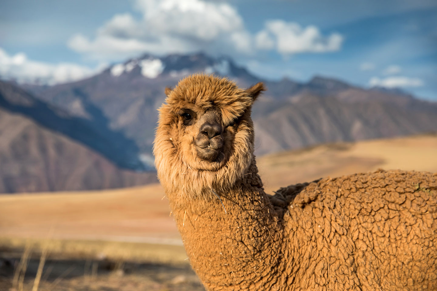 Sacred Valley, Peru A fluffy brown alpaca in the Sacred Valley, Peru
