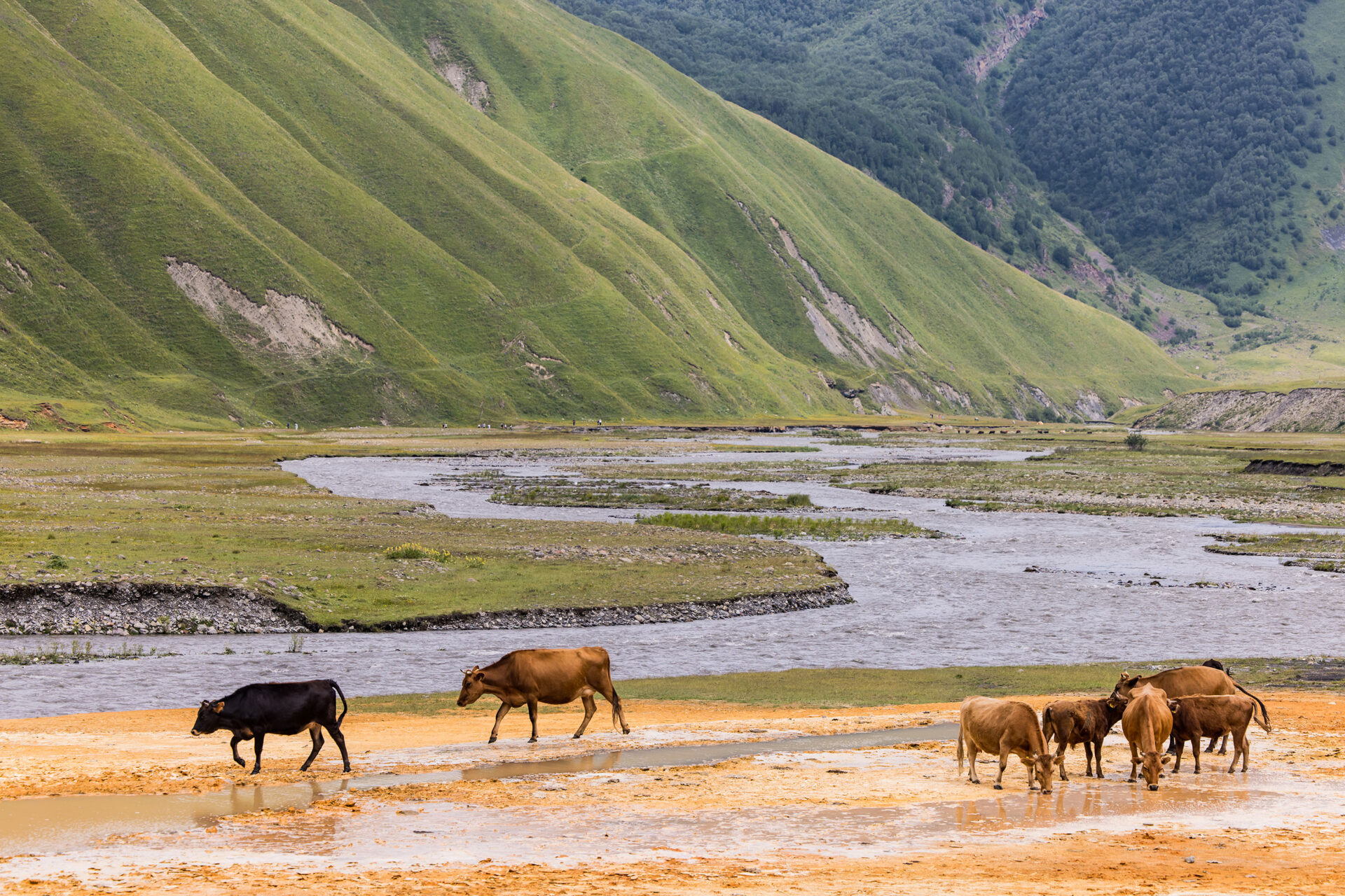 Cows walking on the Truso Travertines in Georgia