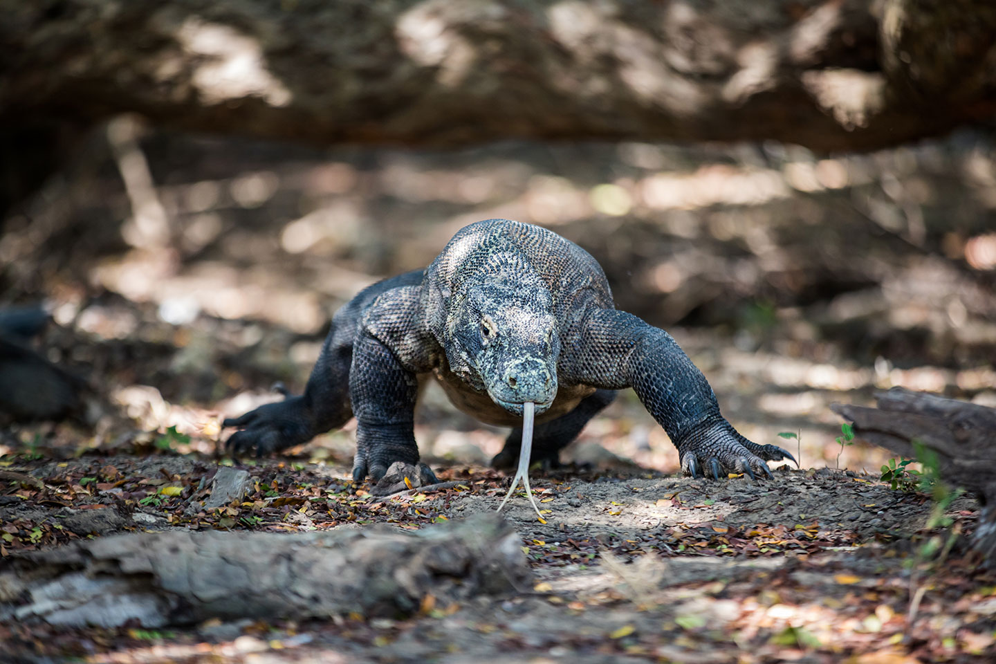Komodo dragon walking through the thick forest of Rinca island, Indonesia