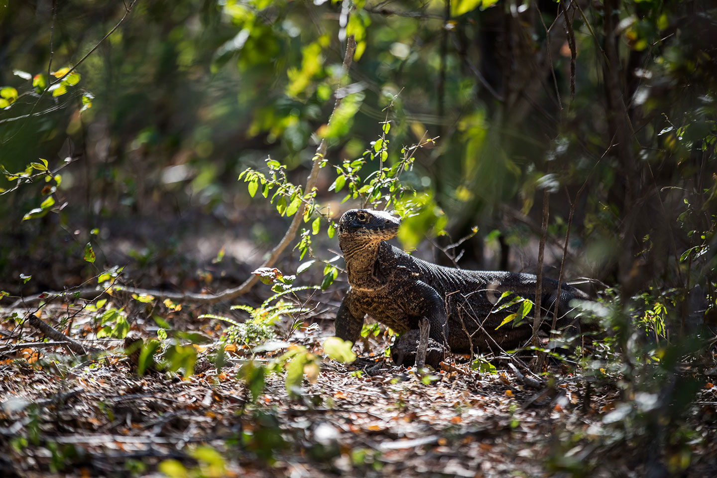 Female Komodo Dragon on the island of Rinca, Indonesia