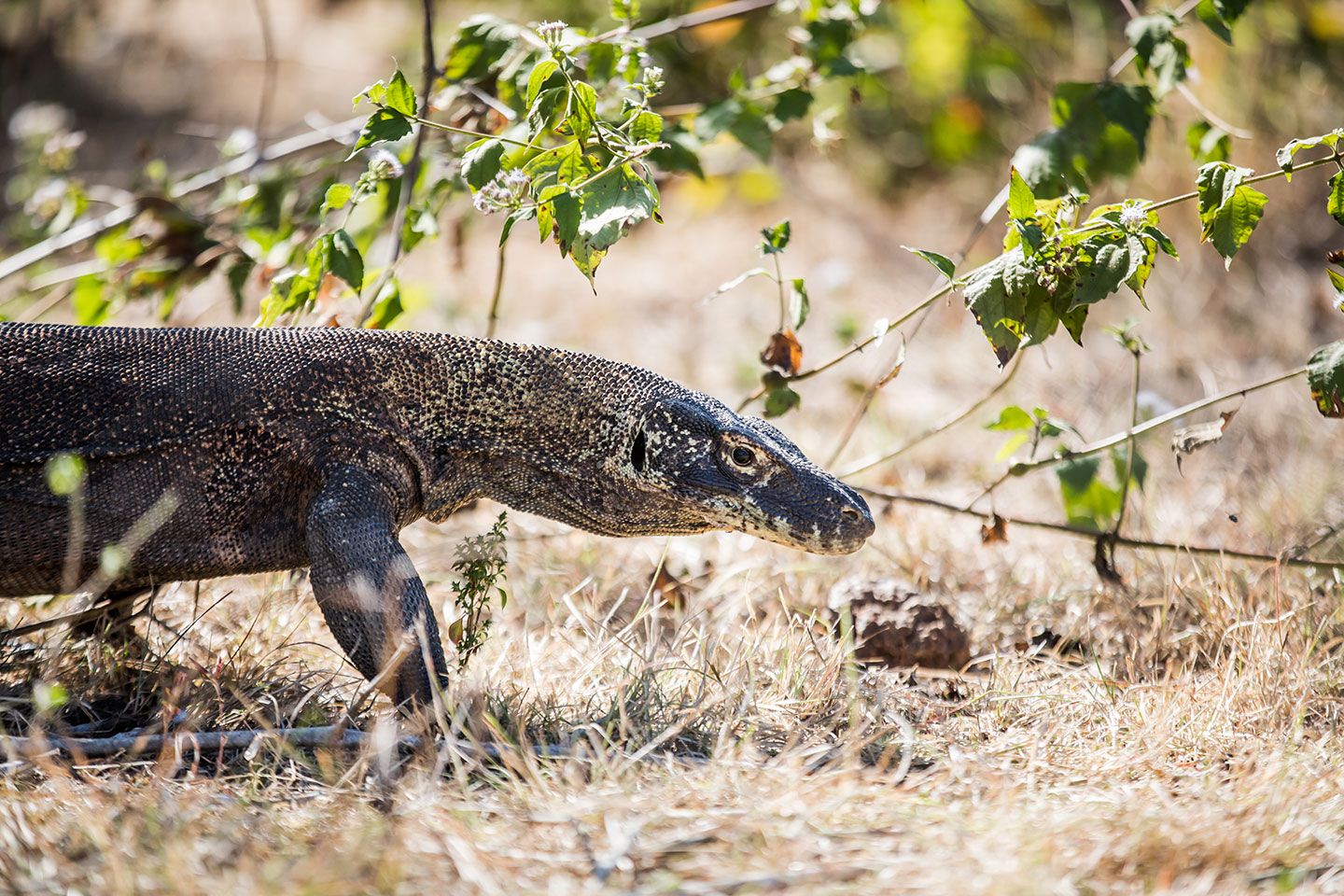 Komodo dragon in Indonesia