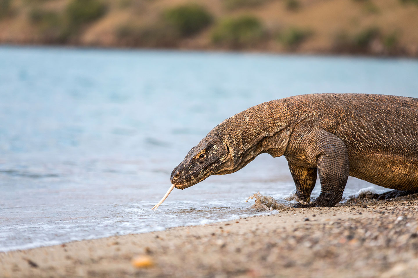 Komodo dragon on the beach