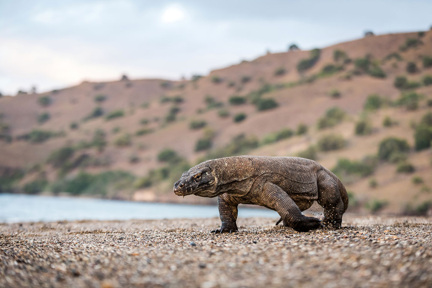 Komodo dragon walking on the beach in Indonesia
