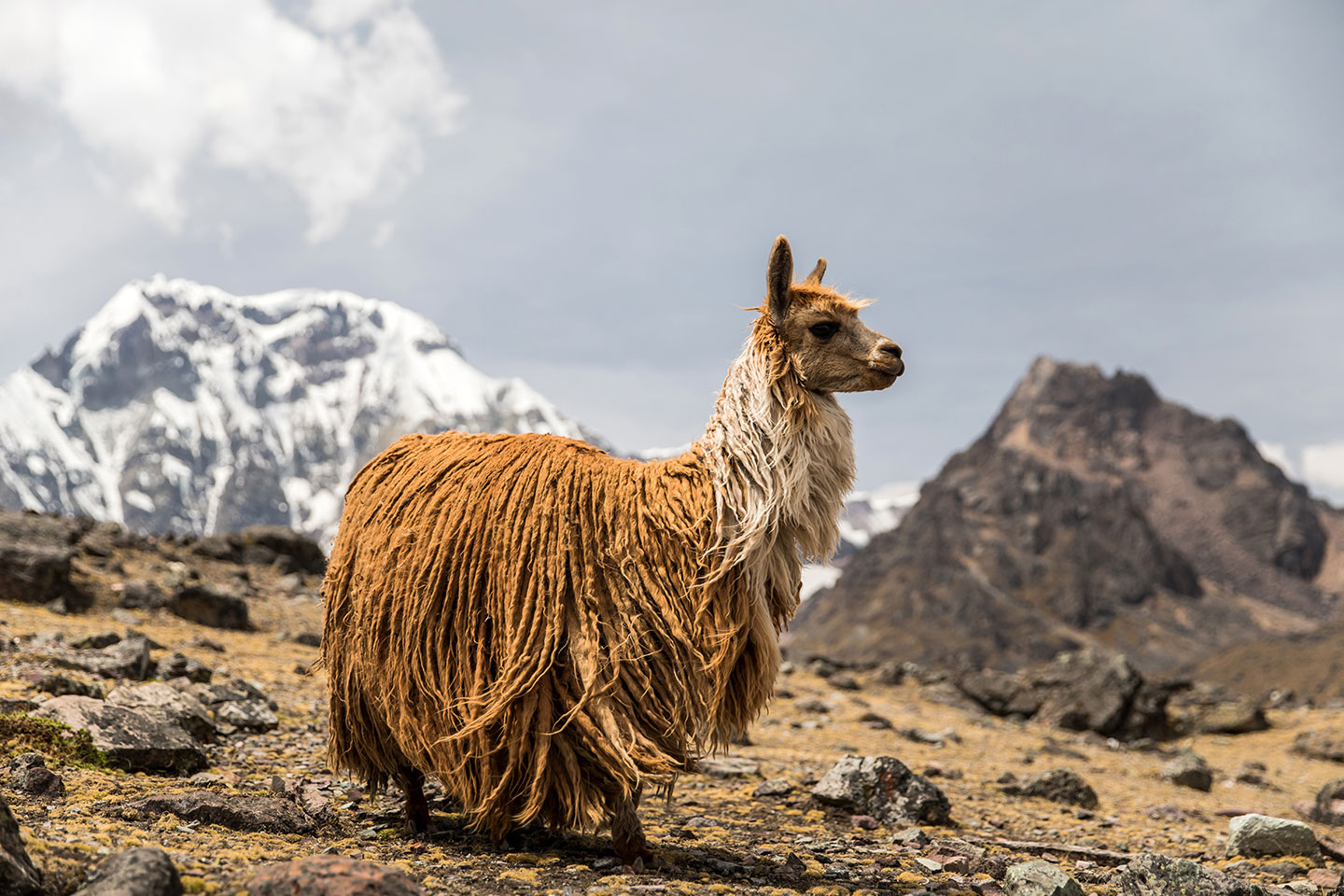 Ausangate, Peru A wild hairy llama in the Ausangate mountains, Peru