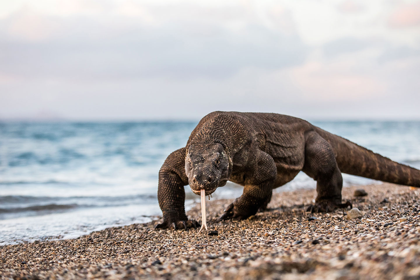 Komodo dragon with its tongue sticking out