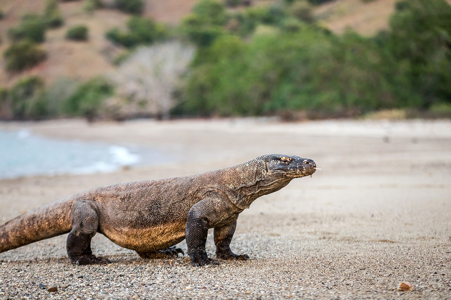 Komodo dragon searching for prey