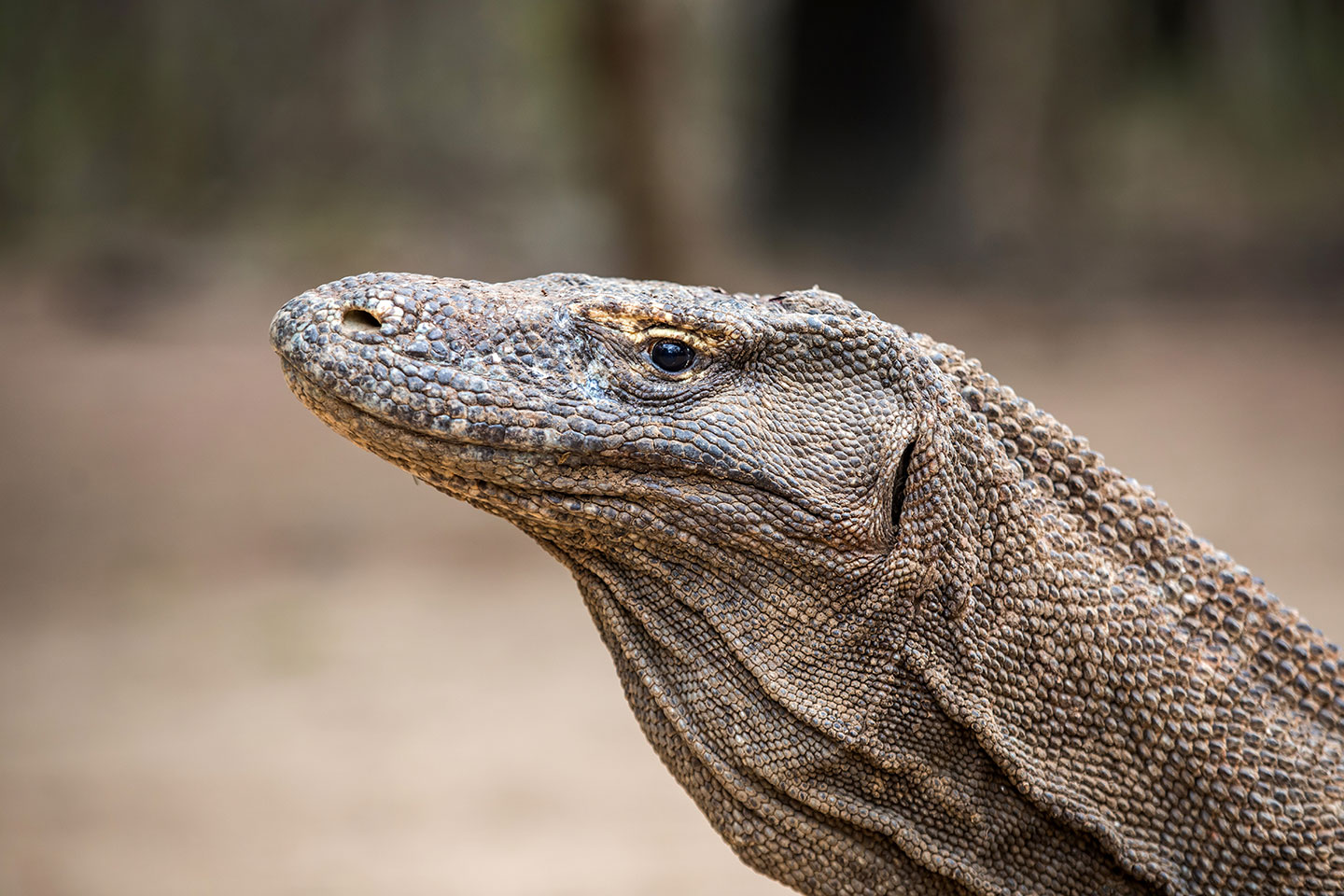 Close-up of a Komodo Dragon