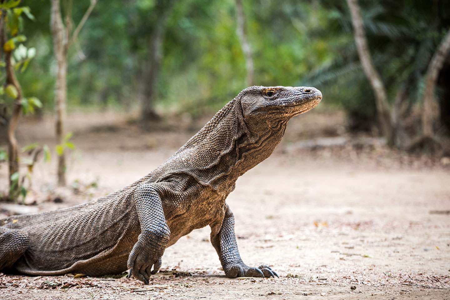 Komodo dragon on the island of Rinca, Indonesia