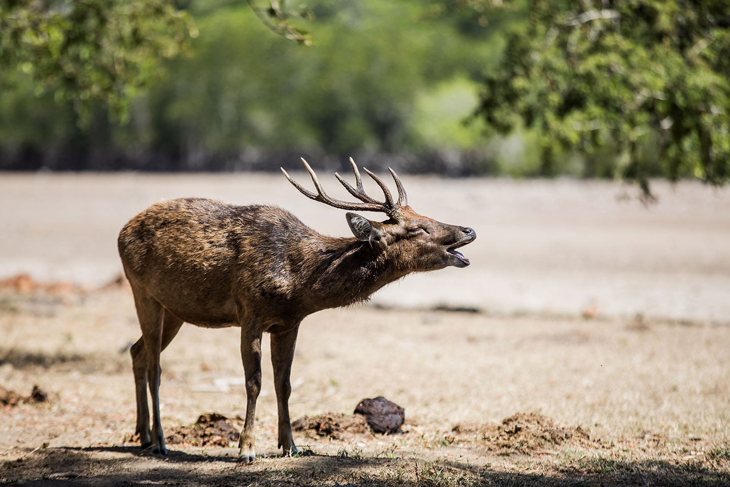 A samba deer on the island of Komodo