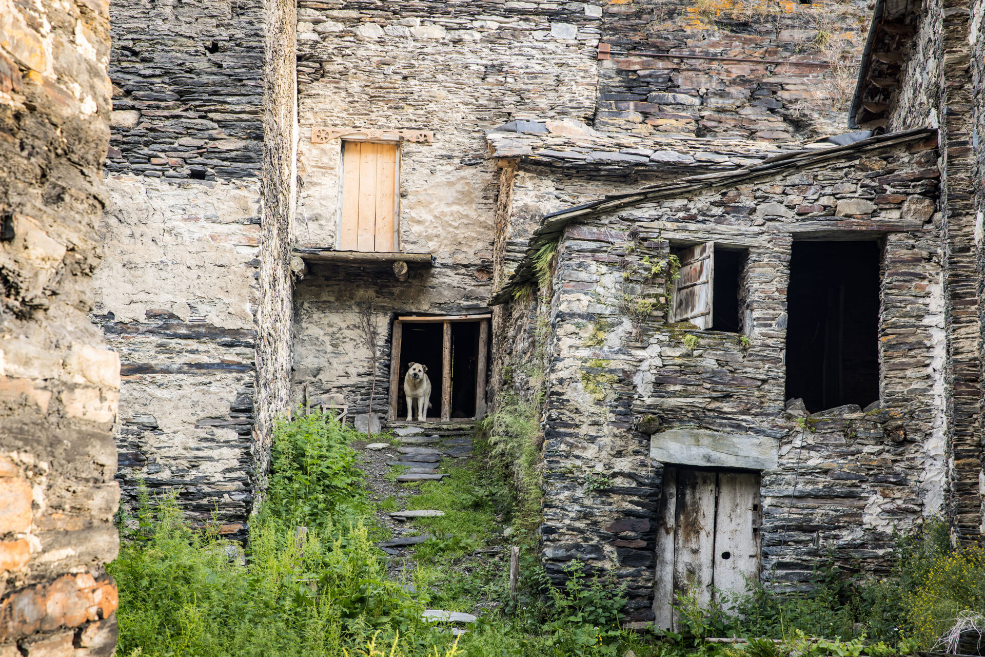 Dog standing in the door of an old house in the village of Usghguli, Georgia