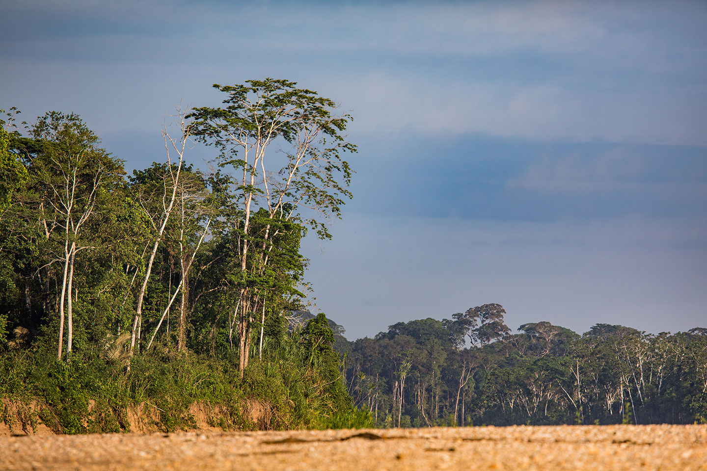 Tambopata, Peru Rainforest of Tambopata in Peru