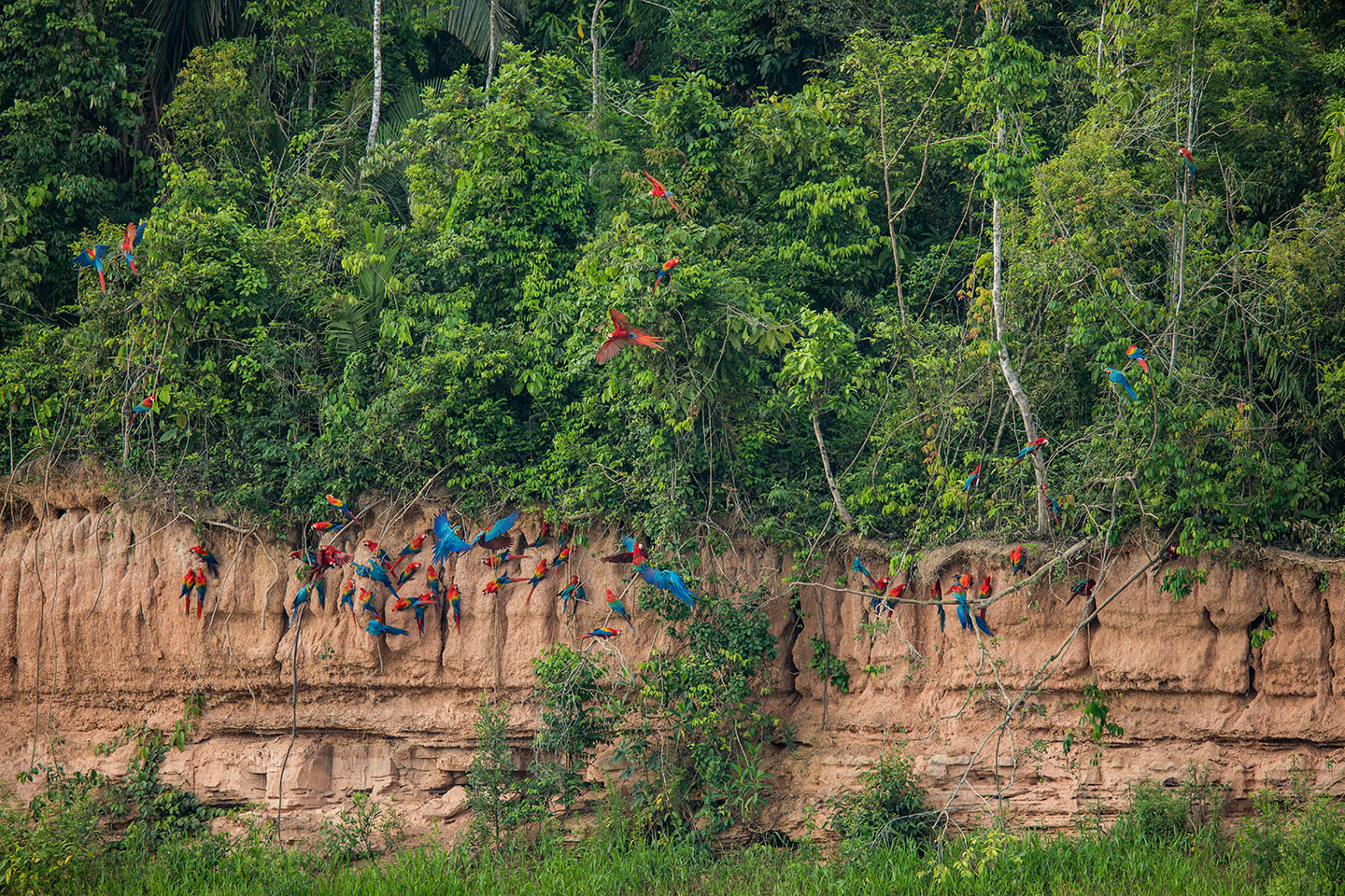 Tambopata, Peru Scarlet macaws at the Chuncho Clay lick in the Tambopata National Park, Peru