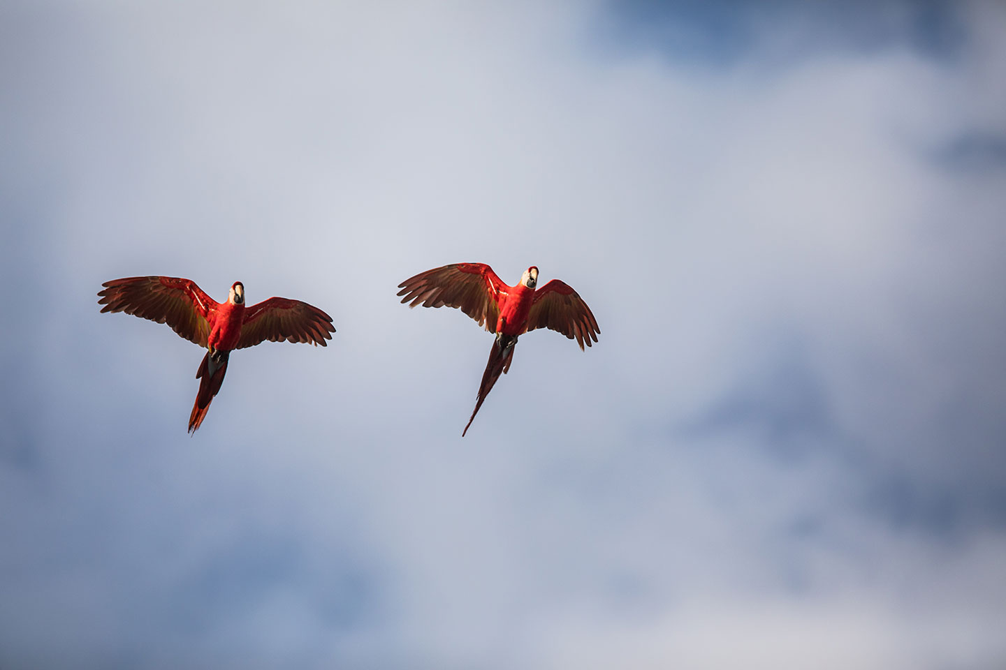 Tambopata, Peru Scarlet Macaws flying in Peru