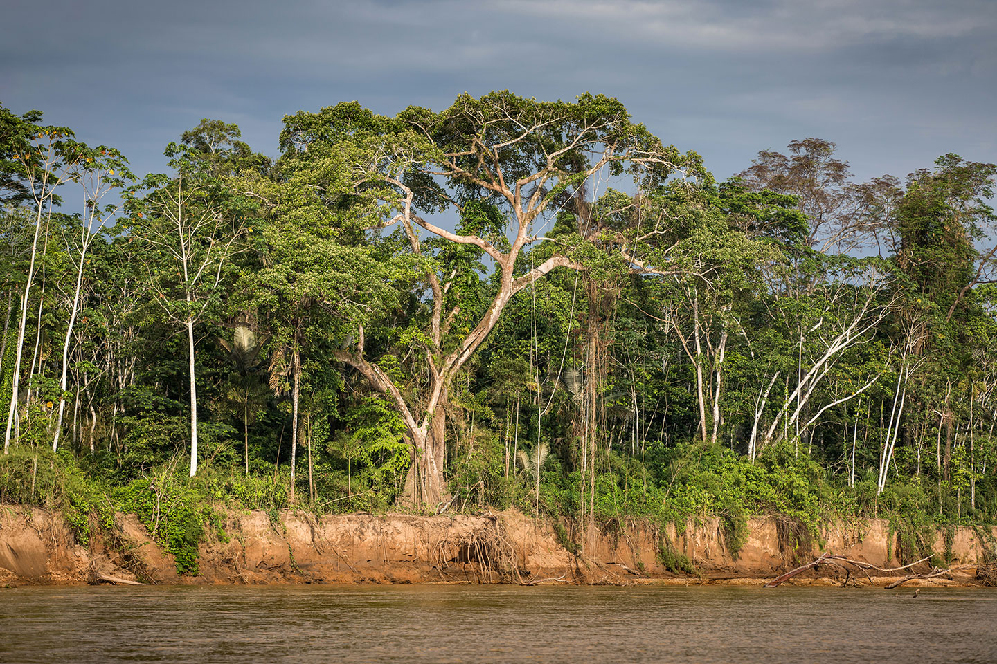 Tambopata, Peru Amazon rainforest in Peru