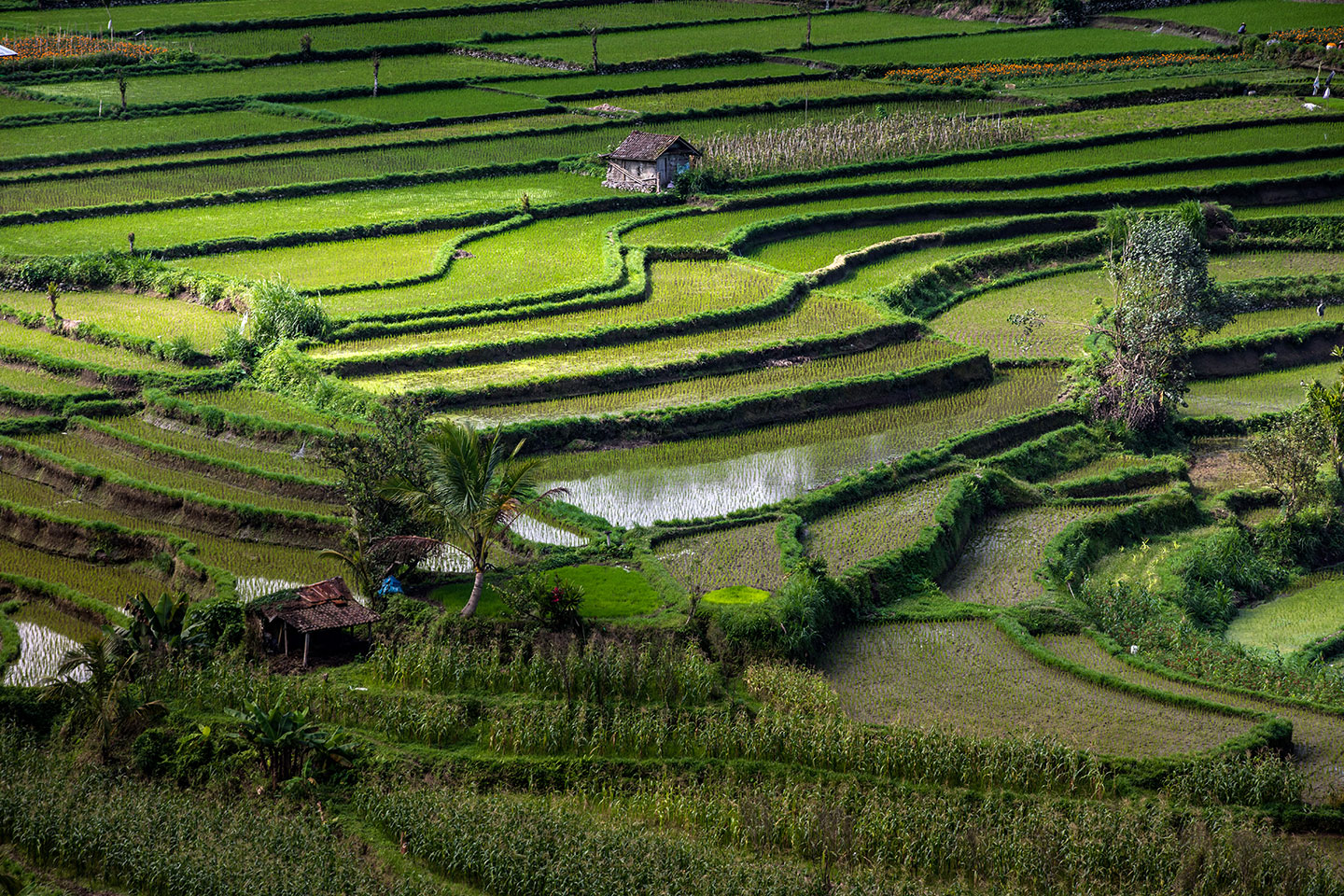 Rice field terraces of Jatiluwih, Bali