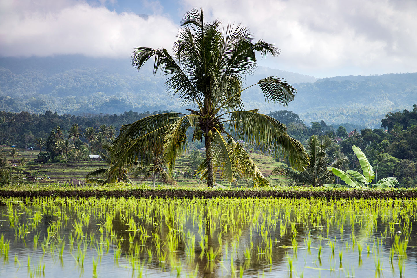 Jatiluwih rice fields in central Bali