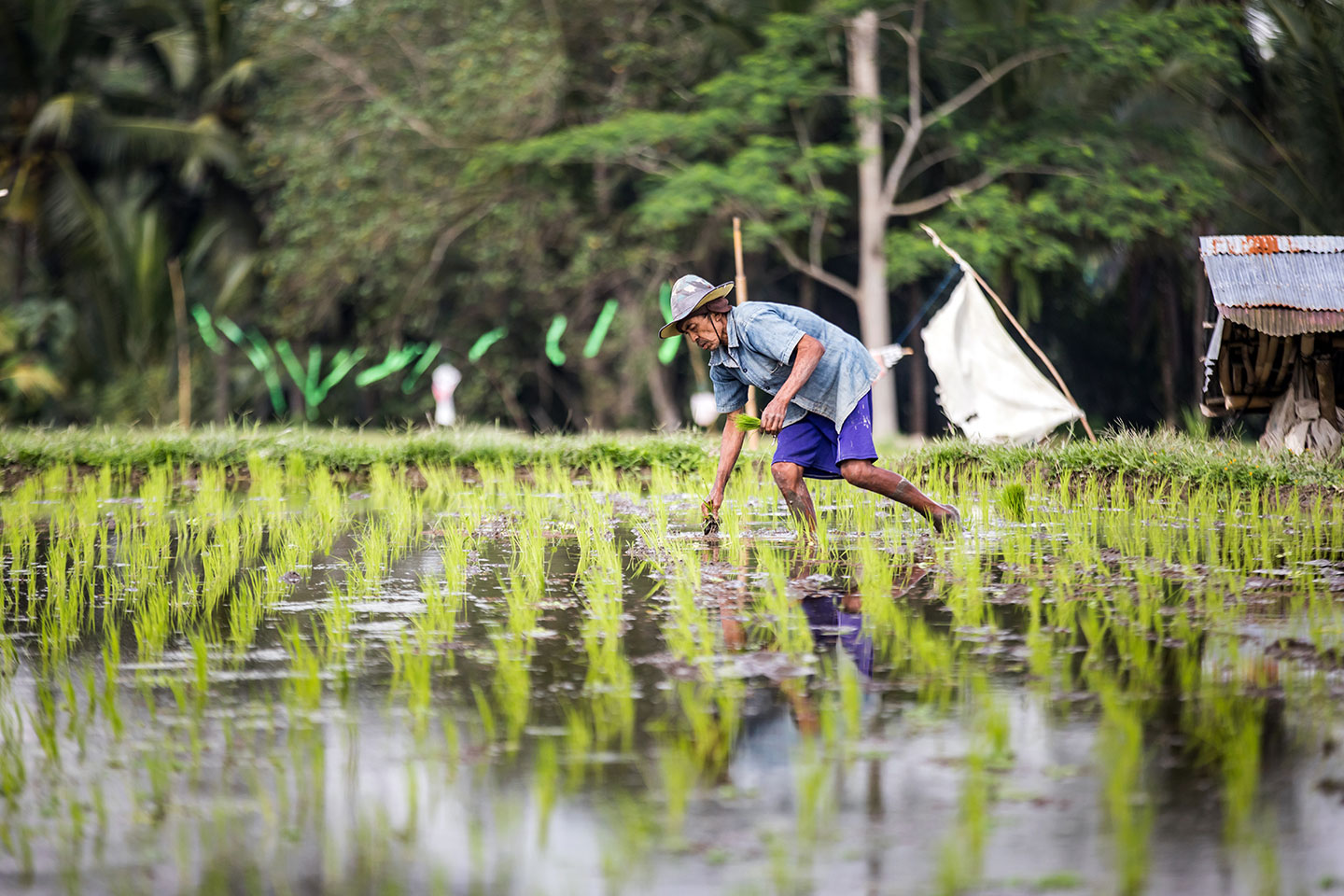 Rice harvesting in Ubud, Bali