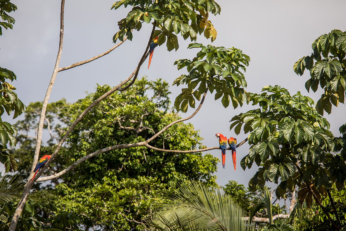 Tambopata, Peru Scarlet Macaw in the Tambopata Reserve, Peru