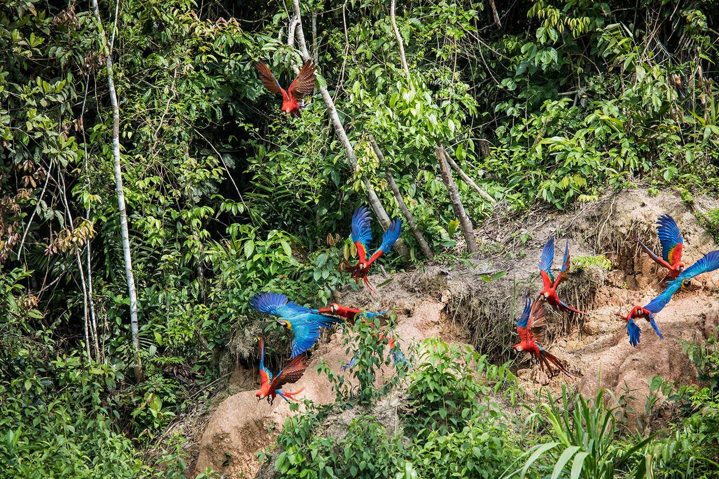Tambopata, Peru Chuncho clay lick with Scarlet Macaws in the Tambopata National Reserve, Peru
