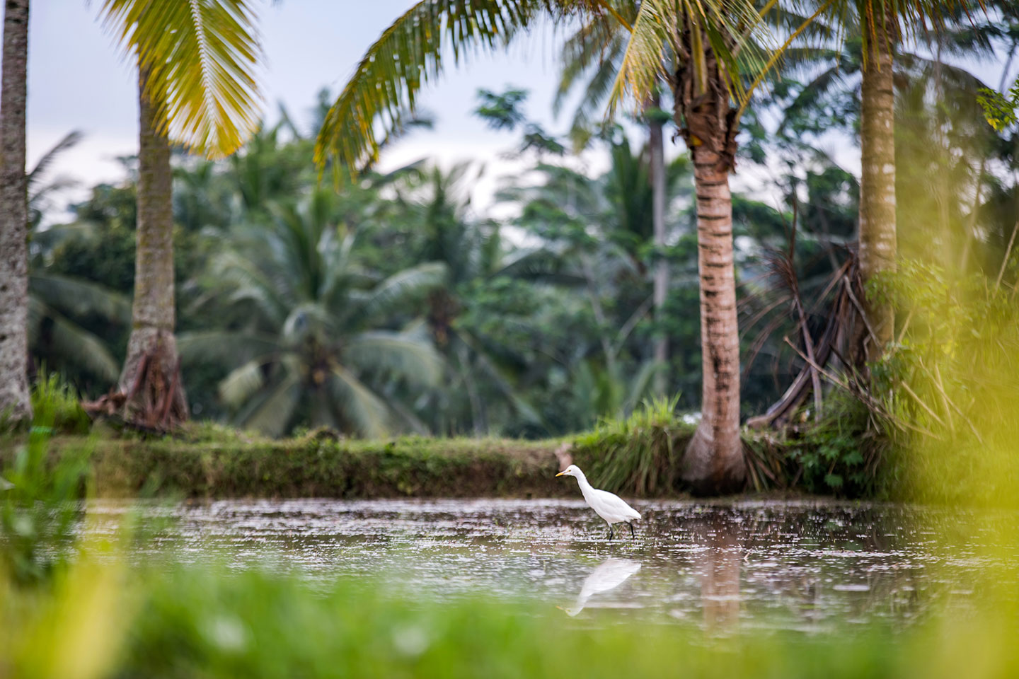 Rice fields of Bali, Indonesia