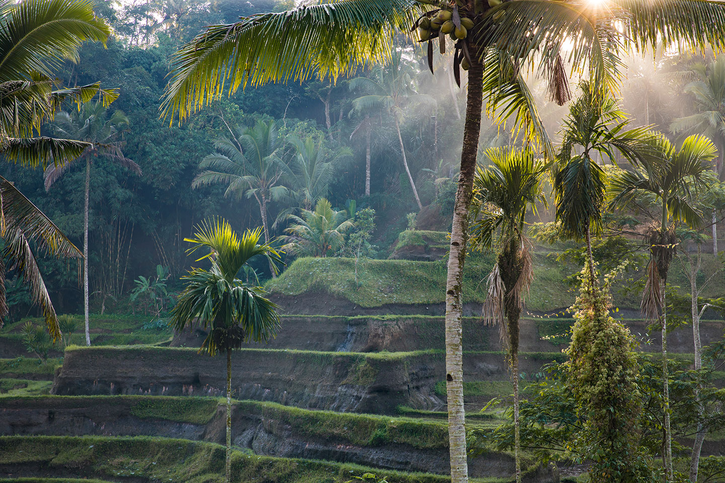 Sunrise over the rice fields of Tegallalang in Bali