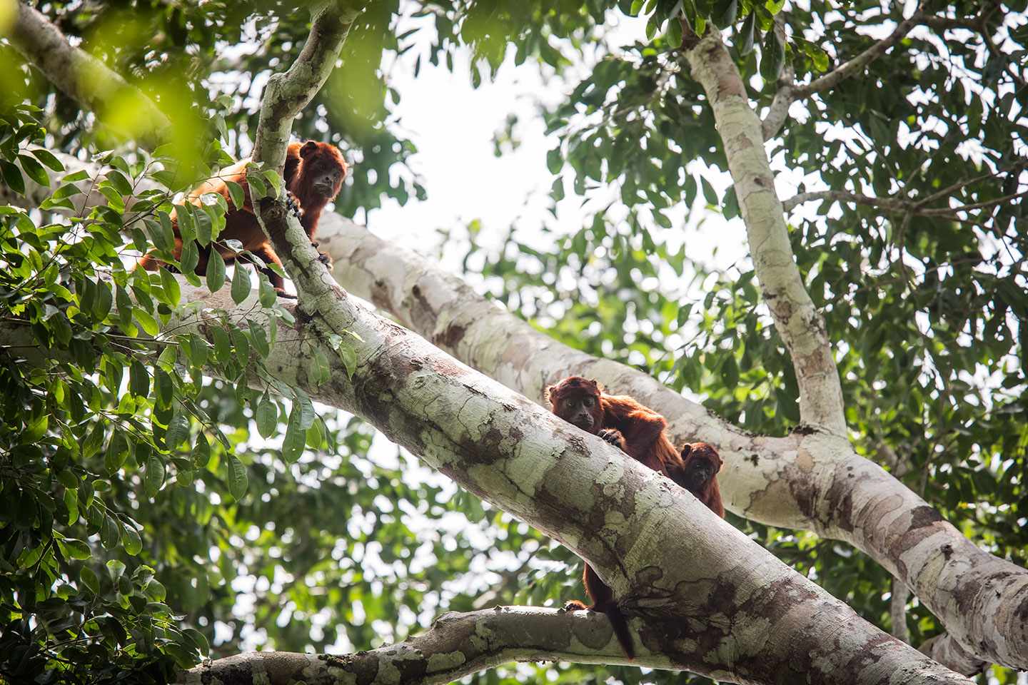 Tambopata, Peru Red howler monkeys in the Tambopata Reserve of Peru