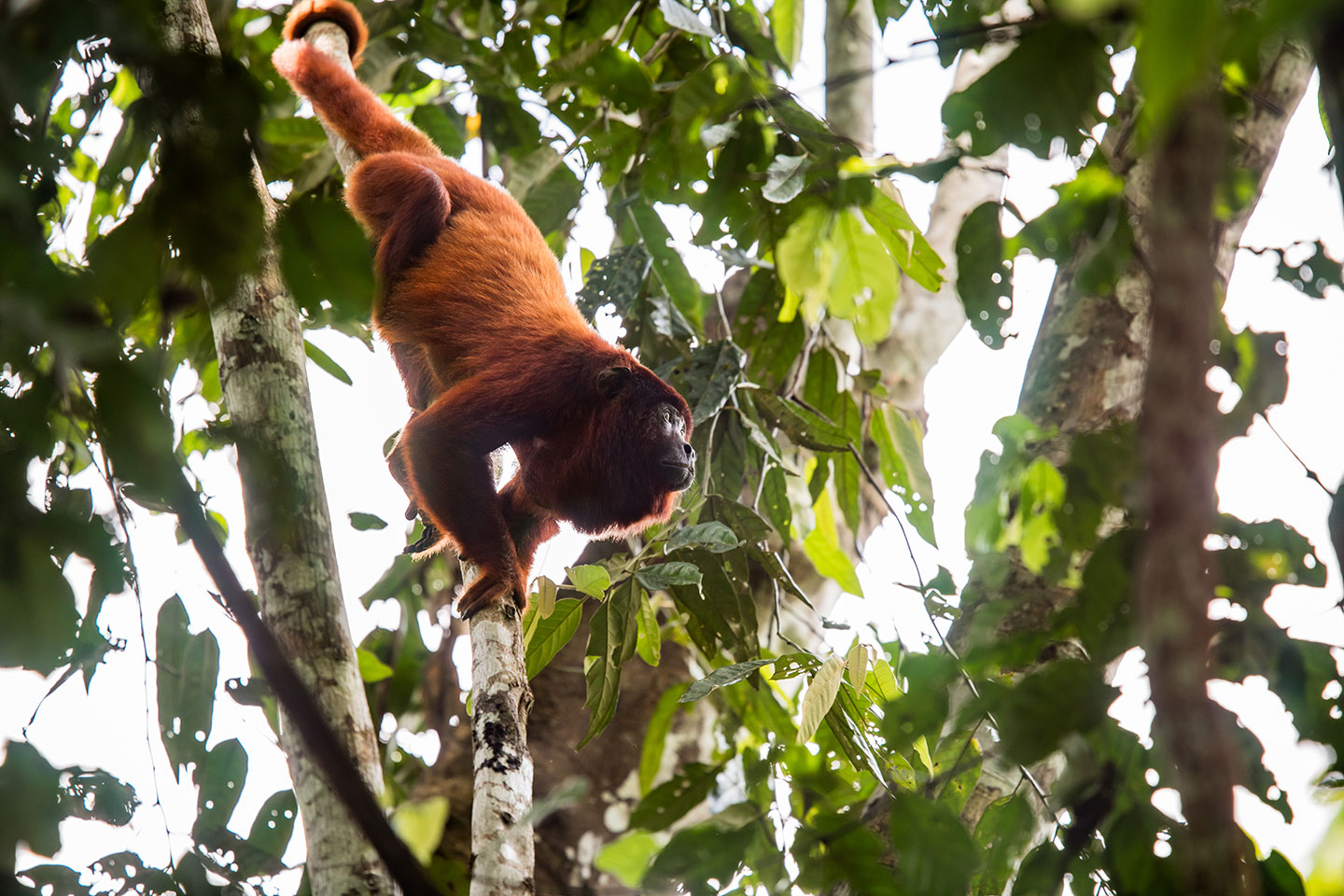 Tambopata, Peru Red howler monkeys in Tambopata's National Reserve in the rainforest of Peru