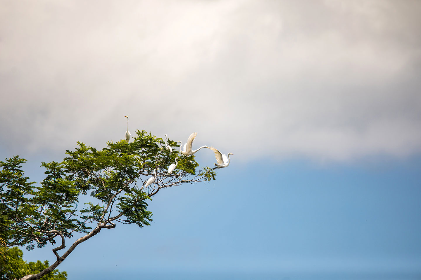 White herons in a tree in the Peruvian rainforest of Tambopata