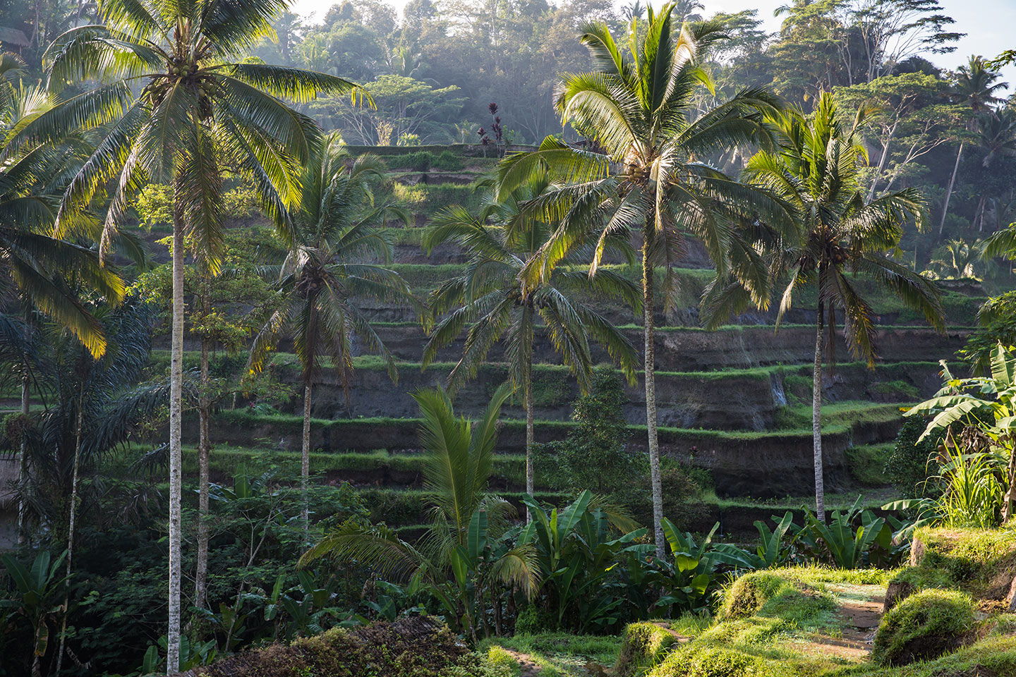 Rice terraces of Tegallalang, Bali