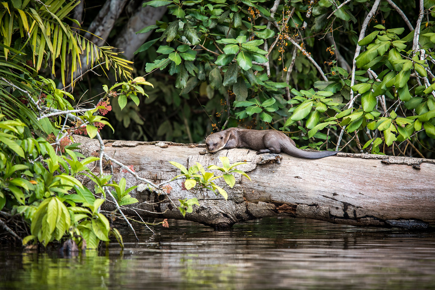 Sandoval, Peru A giant river otter in Lake Sandoval, Peru