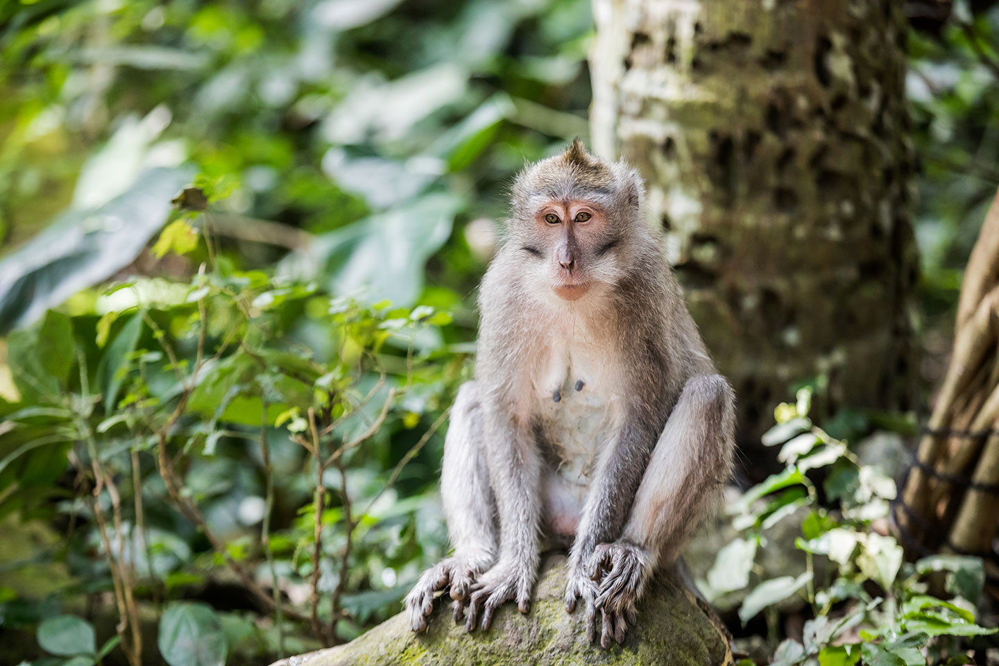 Monkey in the Bali Monkey Forest