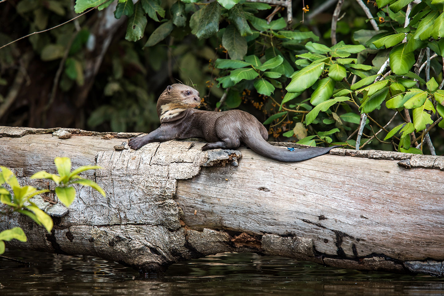 Sandoval, Peru A giant river otter on the banks of Lake Sandoval, Peru