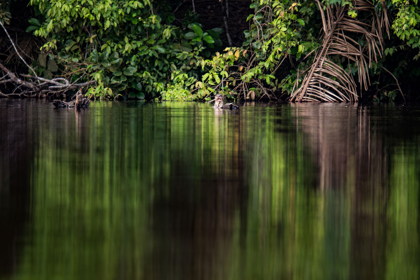 Sandoval, Peru A giant otter swimming in Lake Sandoval in the Amazon rainforest of Peru