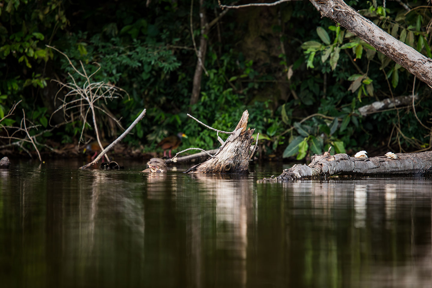 Sandoval, Peru A river otter swimming in the Amazon river in Peru