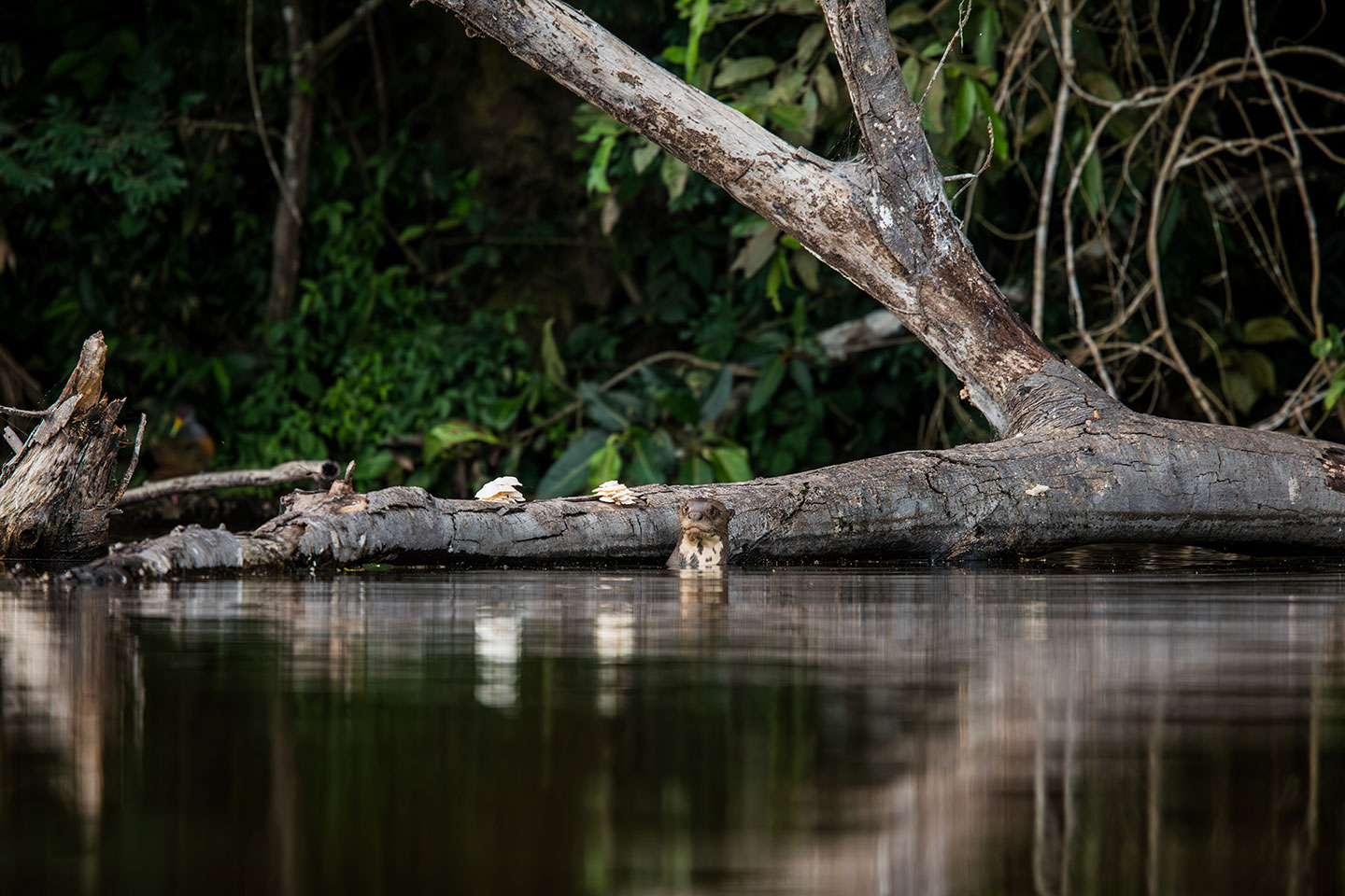Sandoval, Peru Sandoval lake giant river otter