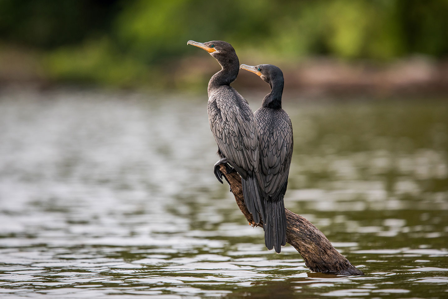 Sandoval, Peru Black coromandel birds on a branch at Lake Sandoval, Peru
