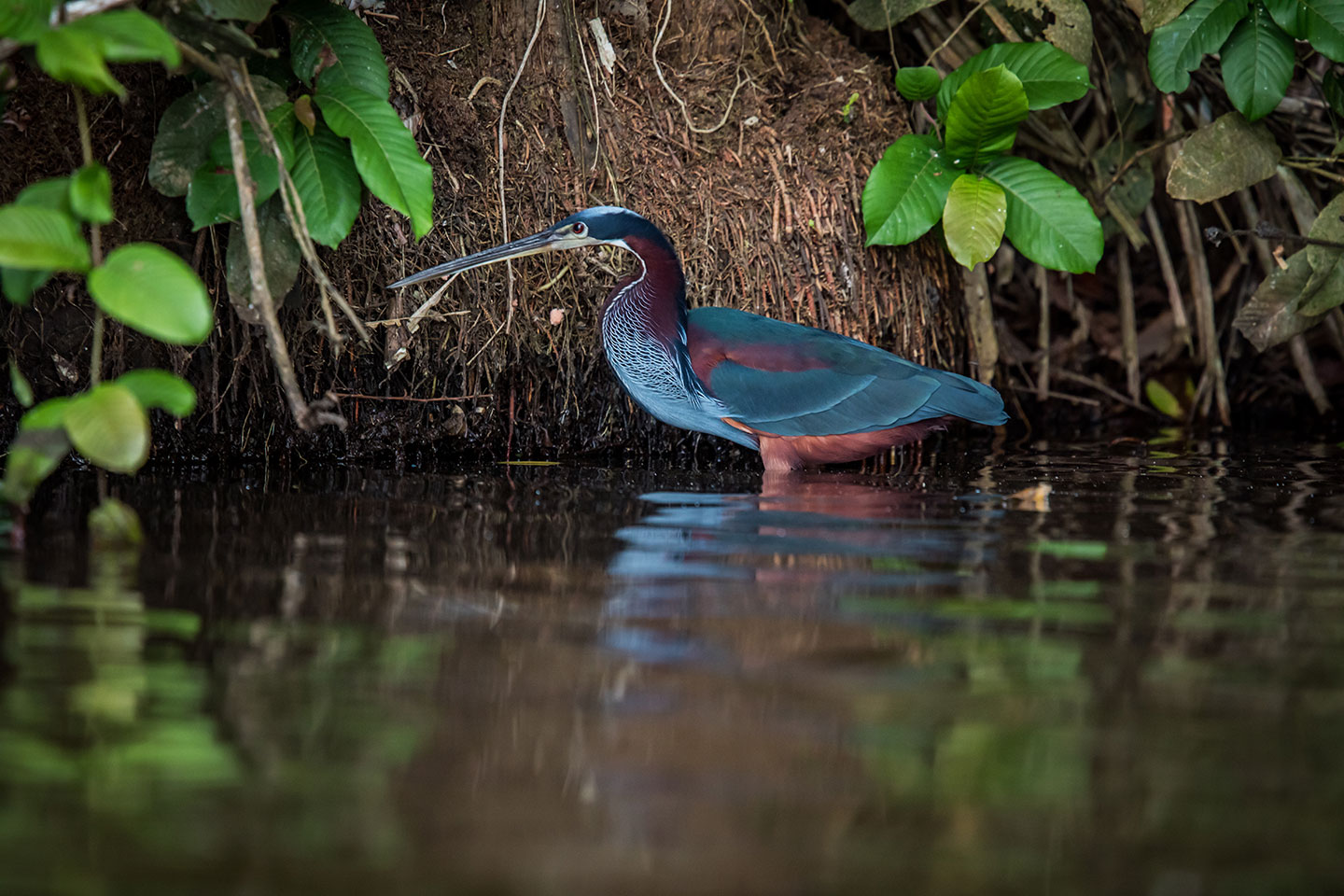 Sandoval, Peru Agami heron in the Sandoval lake in Peru