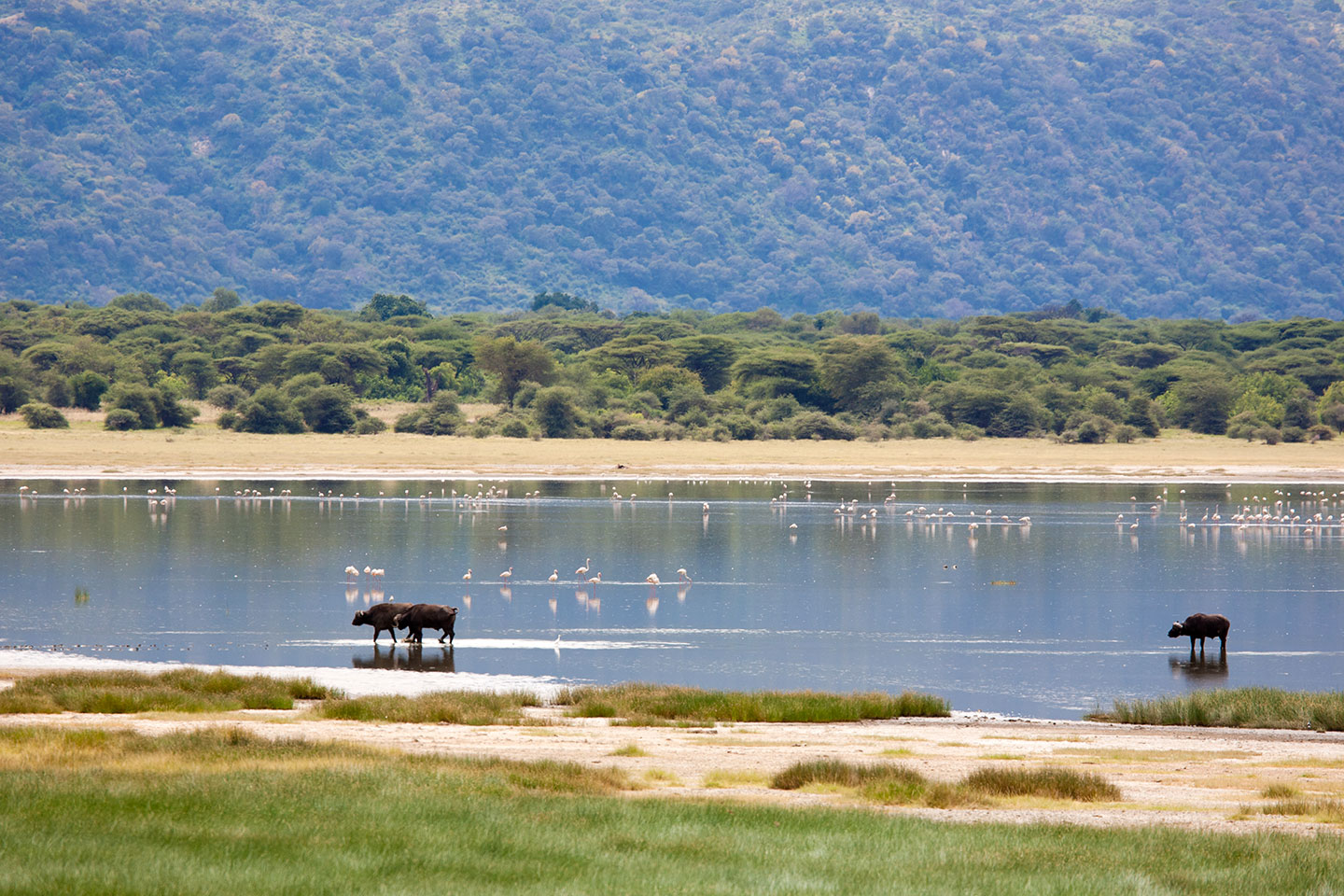 Lake Manyara, Tanzania Cape buffaloes and flamingos in the Lake Manyara National Park of Tanzania during a travel photography trip