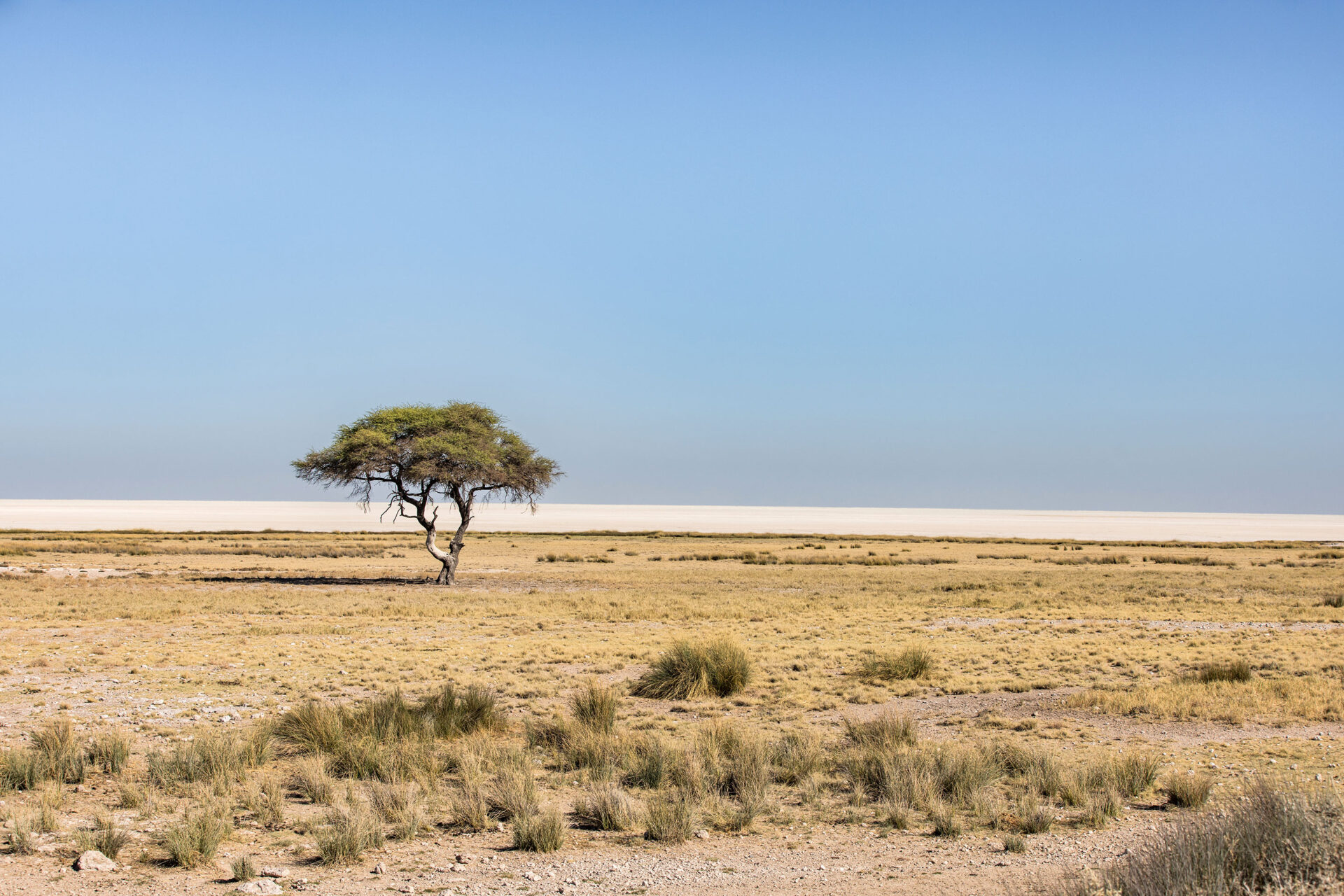 Acacia tree on the plains of Etosha National Park, Namibia