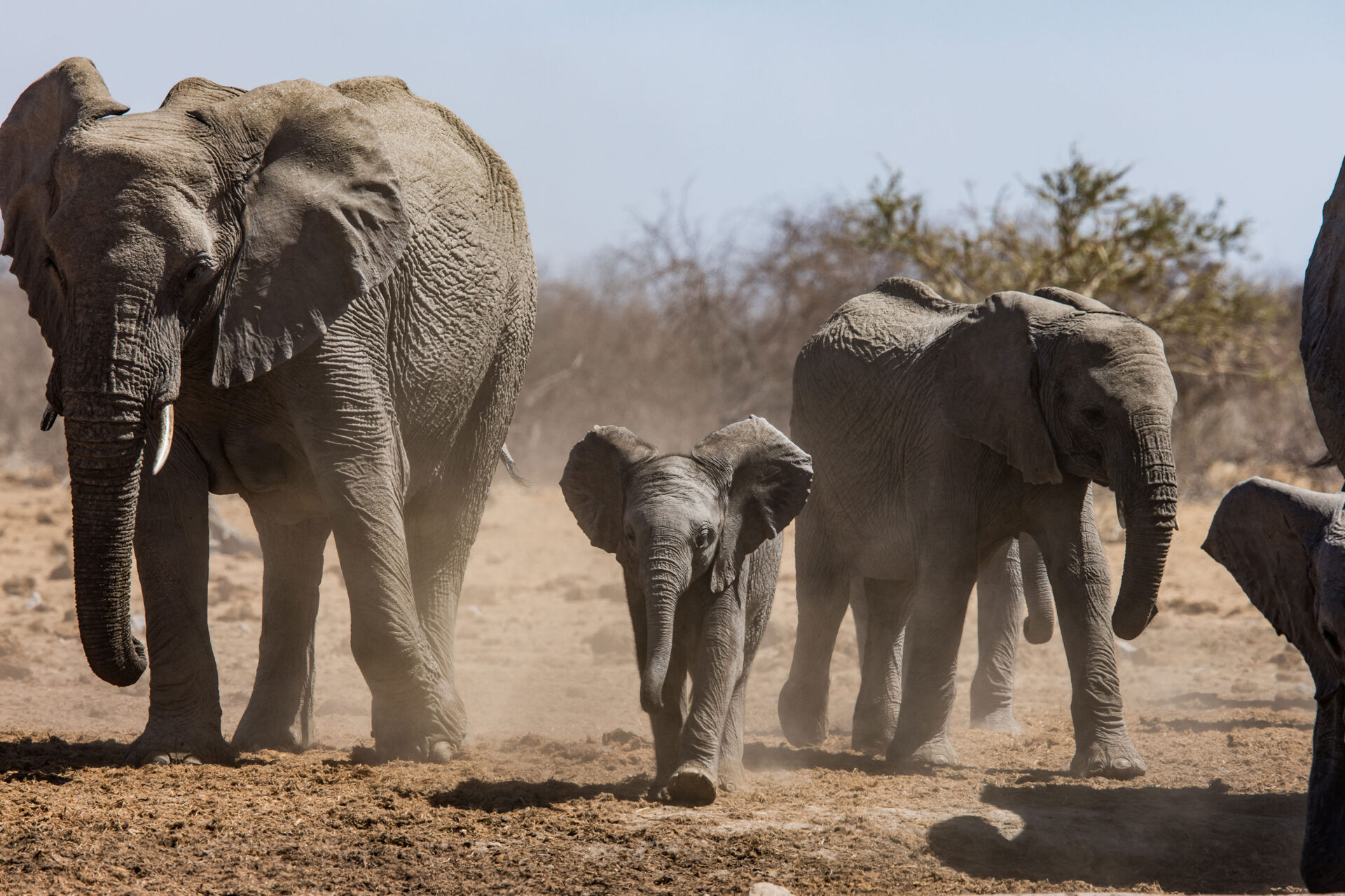 Herd of elephants with baby in Etosha National Park, Namibia