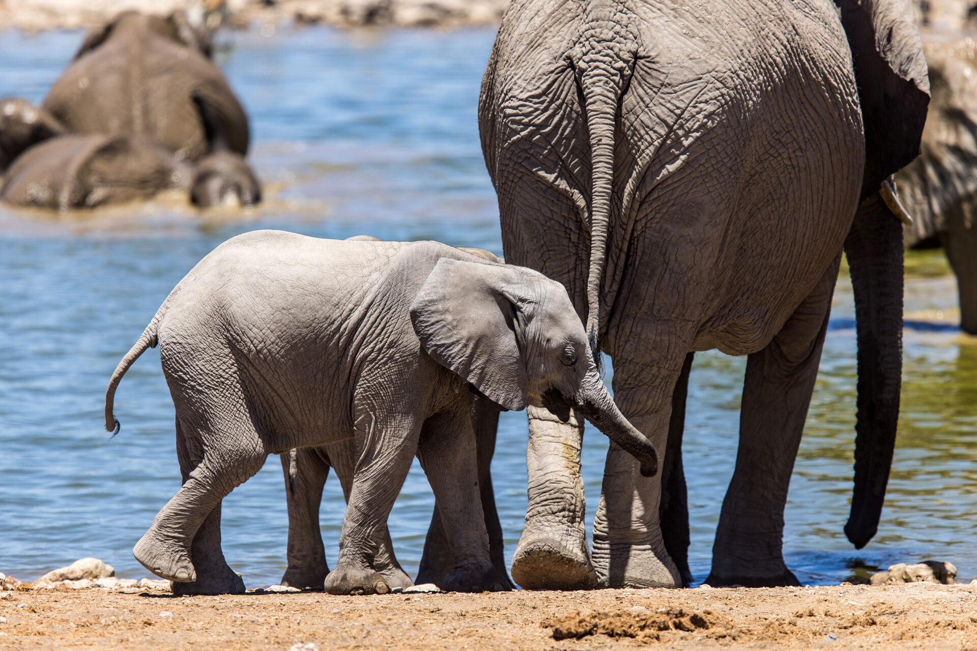Baby elephant near the Okaukuejo waterhole in Etosha National Park, Namibia