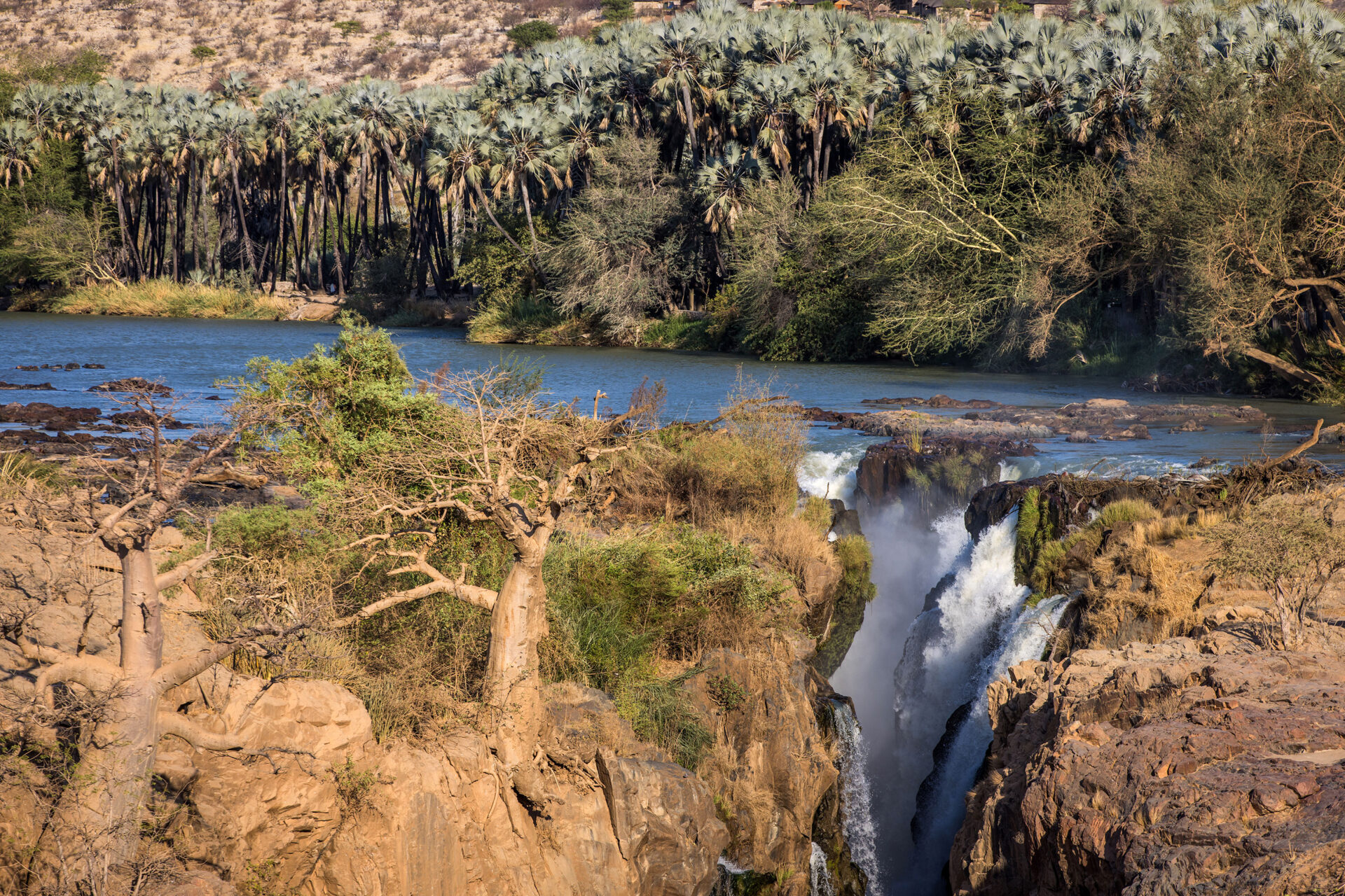Baobab at the waterfalls of Epupa Falls, Namibia