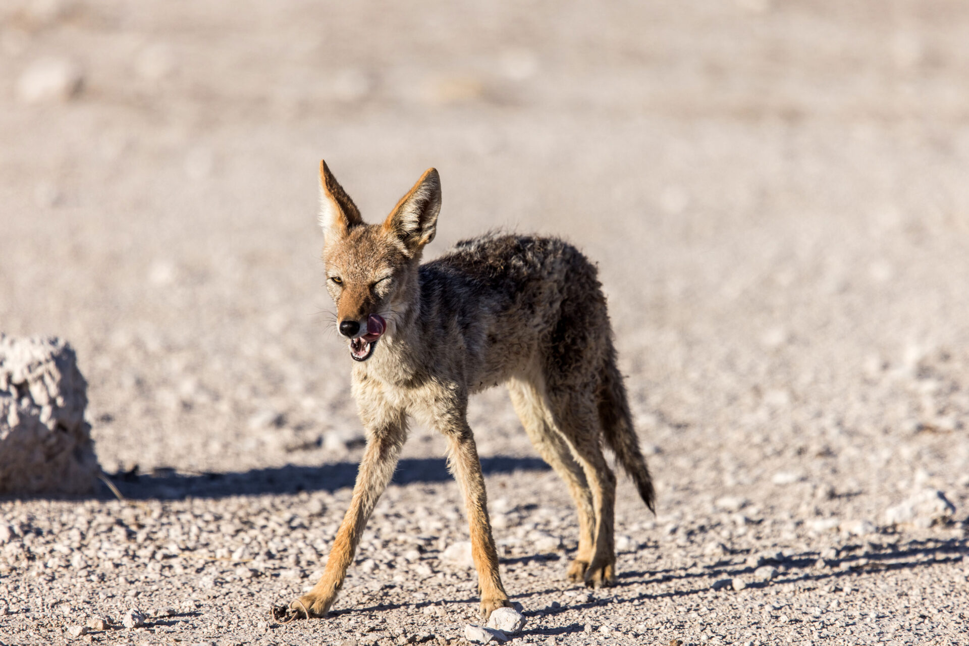 Black-backed jackal in Etosha National Park, Namibia