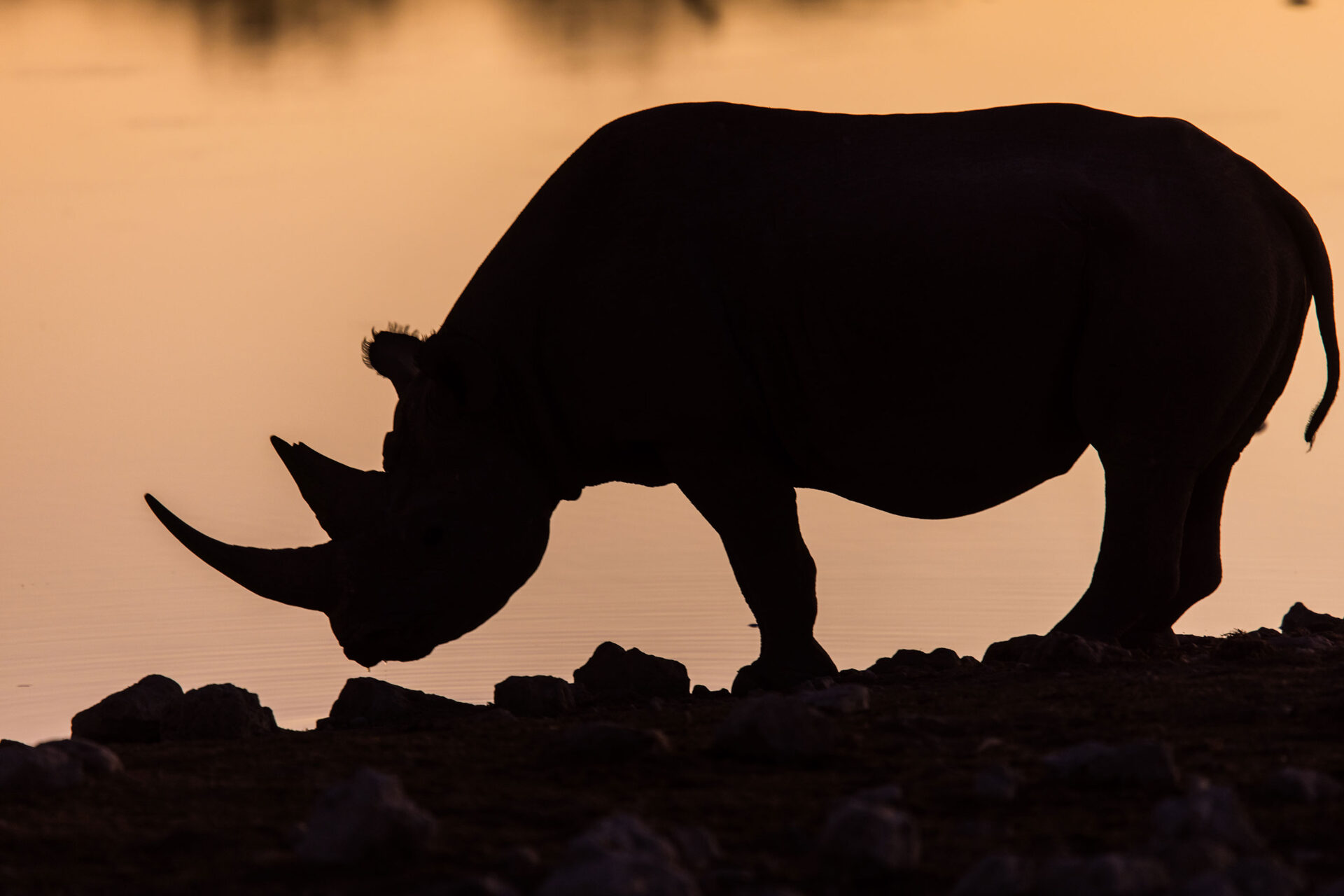 Silhouette of a black rhino at a waterhole in Etosha National Park, Namibia