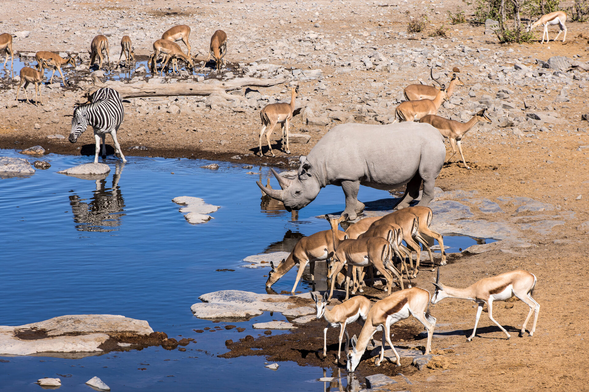 Black rhino and impalas at a waterhole in Etosha National Park, Namibia
