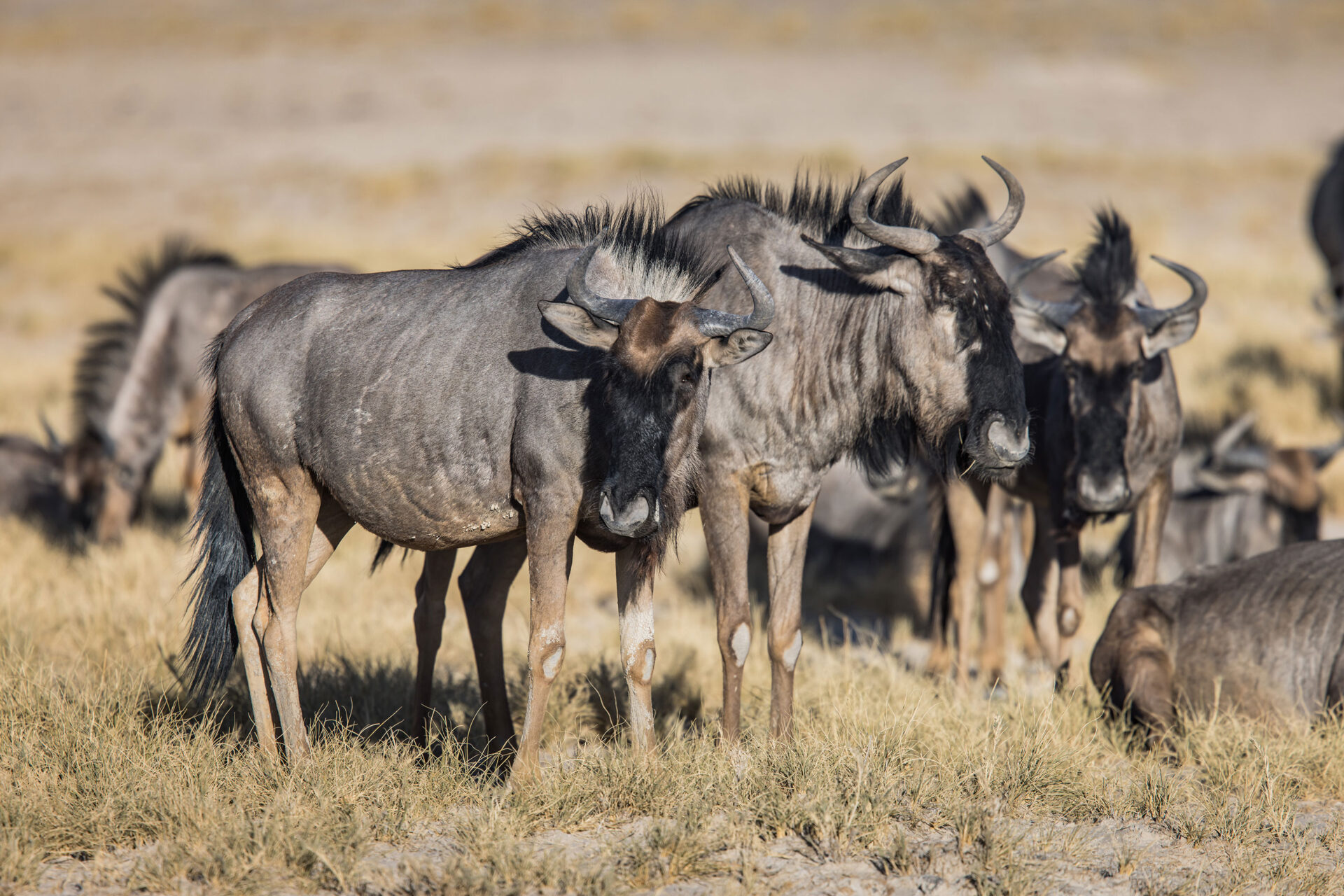 Blue wildebeest in Etosha National Park, Namibia