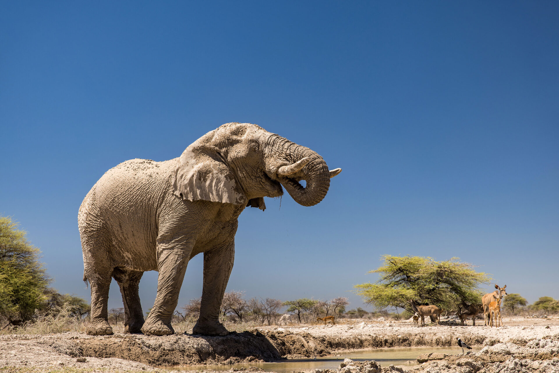 Bull elephant at a waterhole near Onkolo Hide in Onguma Private Reserve, Namibia